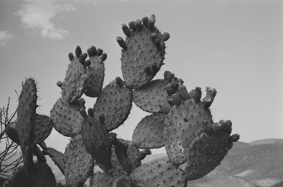 Nopal en blanco y negro